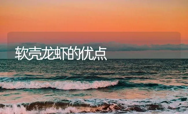 软壳龙虾的优点 | 海水养殖技术