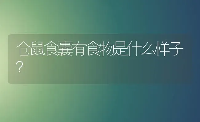 仓鼠食囊有食物是什么样子？ | 动物养殖问答