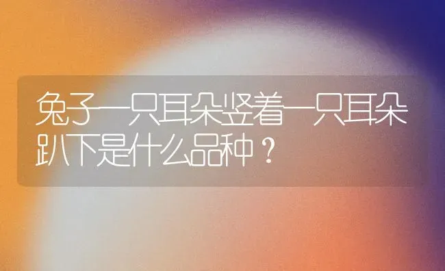 兔子一只耳朵竖着一只耳朵趴下是什么品种？ | 动物养殖问答