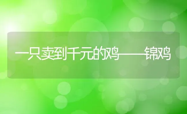 一只卖到千元的鸡——锦鸡 | 特种养殖技术