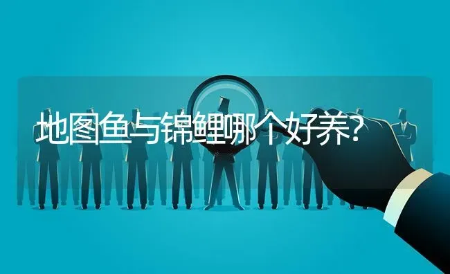 地图鱼与锦鲤哪个好养？ | 鱼类宠物饲养