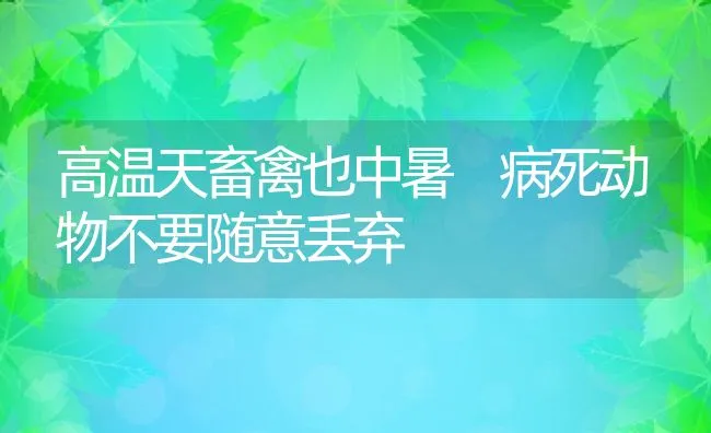 高温天畜禽也中暑 病死动物不要随意丢弃 | 动物养殖学堂