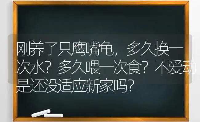 刚养了只鹰嘴龟，多久换一次水？多久喂一次食？不爱动是还没适应新家吗？ | 动物养殖问答