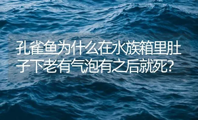 孔雀鱼为什么在水族箱里肚子下老有气泡有之后就死？ | 鱼类宠物饲养