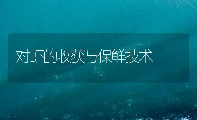 对虾的收获与保鲜技术 | 海水养殖技术