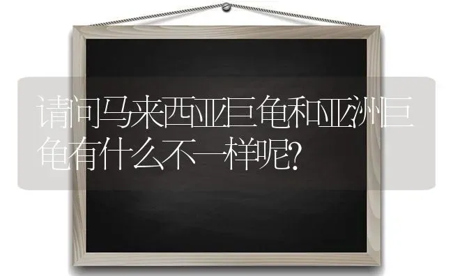 请问马来西亚巨龟和亚洲巨龟有什么不一样呢？ | 动物养殖问答