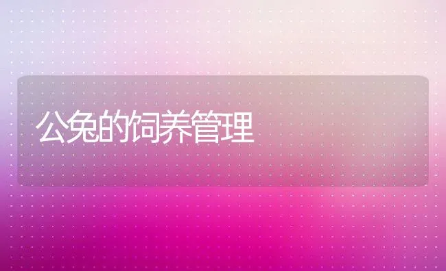 公兔的饲养管理 | 动物养殖学堂