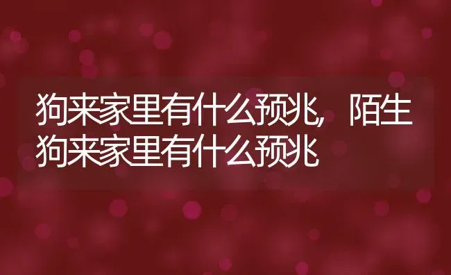 狗来家里有什么预兆,陌生狗来家里有什么预兆 | 宠物百科知识