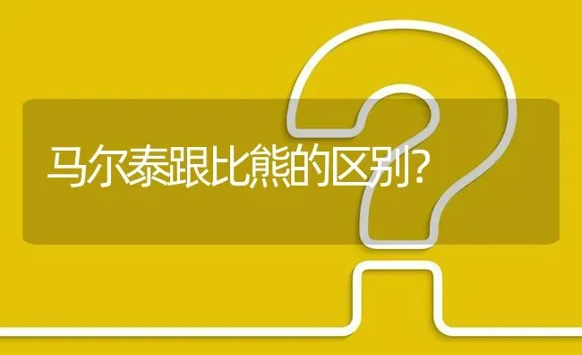 马尔泰跟比熊的区别？ | 动物养殖问答