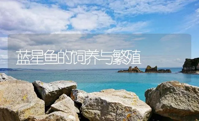 蓝星鱼的饲养与繁殖 | 海水养殖技术