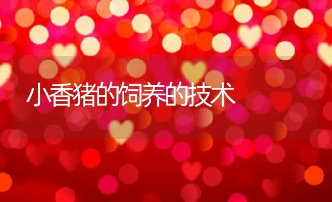 小香猪的饲养的技术 | 水产养殖知识