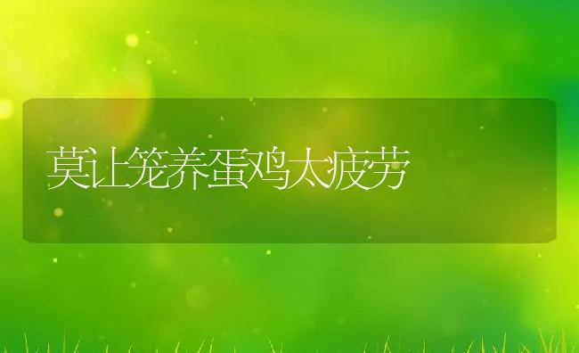 莫让笼养蛋鸡太疲劳 | 动物养殖学堂