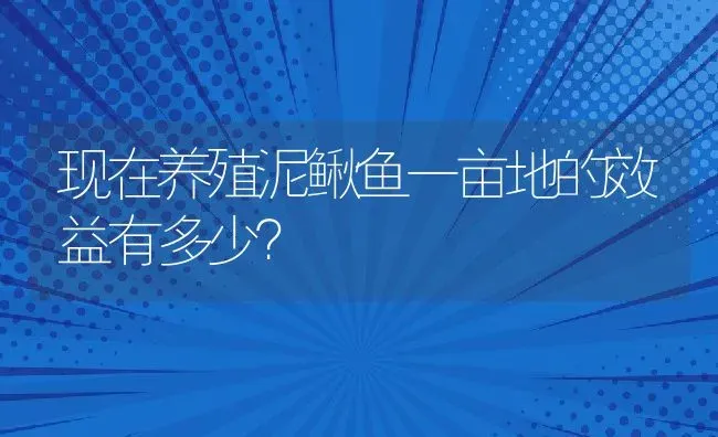 现在养殖泥鳅鱼一亩地的效益有多少？ | 动物养殖百科