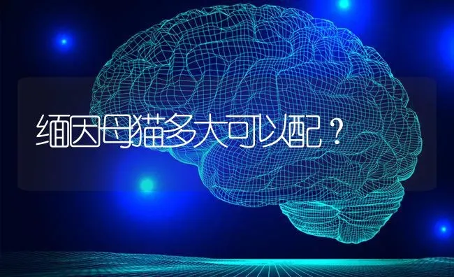 缅因母猫多大可以配？ | 动物养殖问答