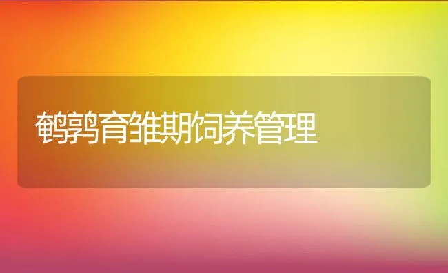 鹌鹑育雏期饲养管理 | 动物养殖学堂