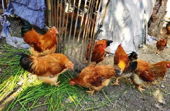 夏季鸡场容易高发的八大鸡病