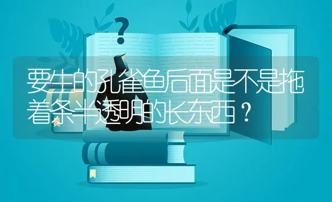 要生的孔雀鱼后面是不是拖着条半透明的长东西？ | 鱼类宠物饲养