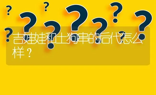 吉娃娃和土狗串的后代怎么样？ | 动物养殖问答