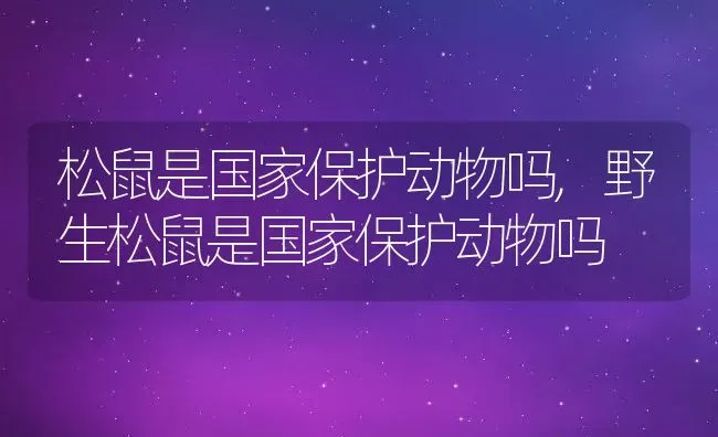 松鼠是国家保护动物吗,野生松鼠是国家保护动物吗 | 宠物百科知识