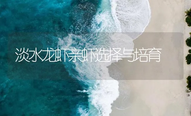 淡水龙虾亲虾选择与培育 | 海水养殖技术