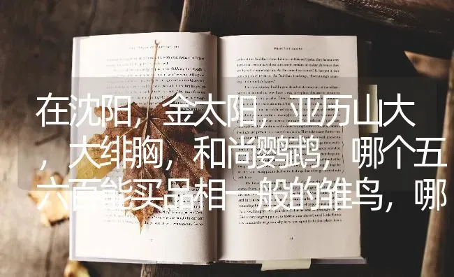 新买的吉娃娃，叶子有点软软的，怎么养护？ | 动物养殖问答