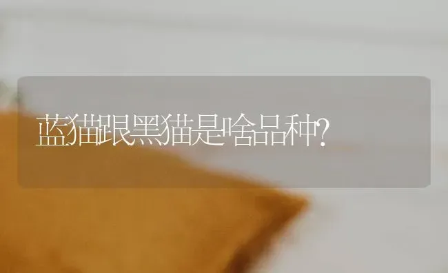 那种特别漂亮，眼睛和鼻子一线的金吉拉是怎么培育出来的呢？ | 动物养殖问答