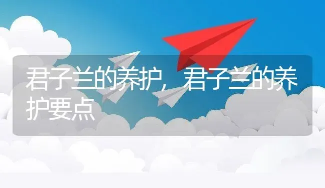 君子兰的养护,君子兰的养护要点 | 宠物百科知识