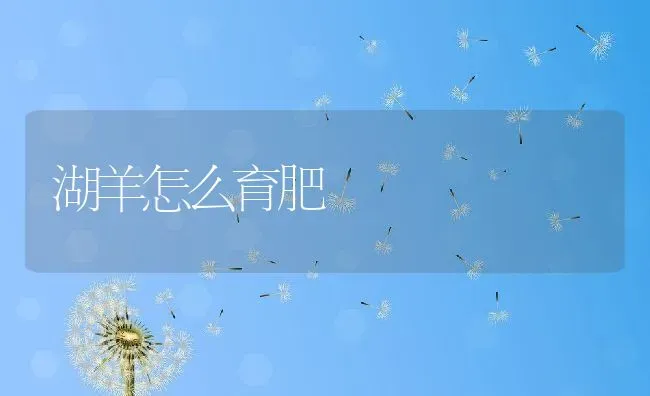 湖羊怎么育肥 | 动物养殖百科