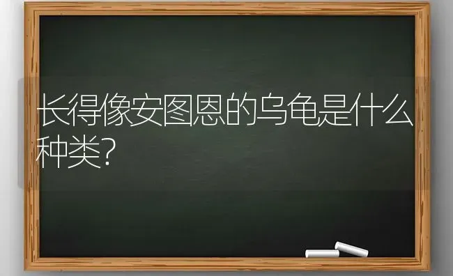 长得像安图恩的乌龟是什么种类？ | 动物养殖问答