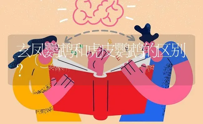 12月乌龟怎么养？ | 动物养殖问答