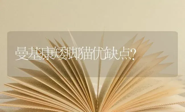 曼基康矮脚猫优缺点？ | 动物养殖问答