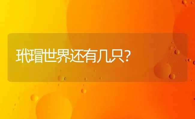 玳瑁世界还有几只？ | 动物养殖问答