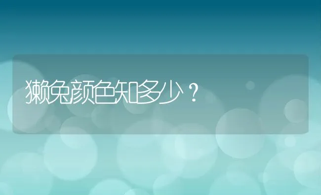 獭兔颜色知多少？ | 动物养殖学堂