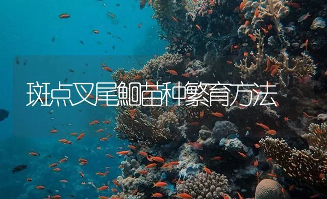 斑点叉尾鮰苗种繁育方法 | 海水养殖技术