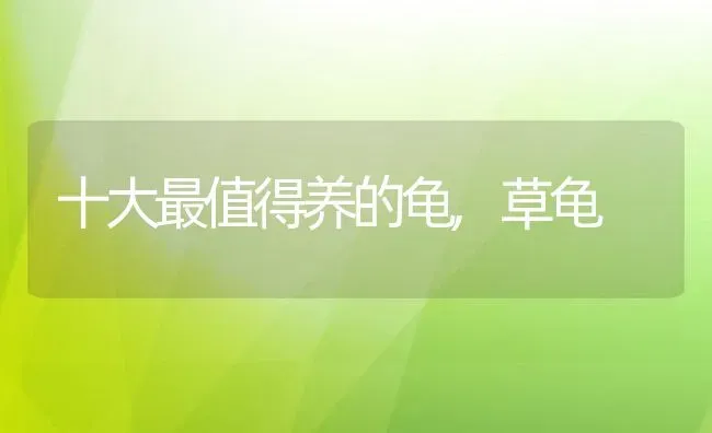 十大最值得养的龟,草龟 | 宠物百科知识