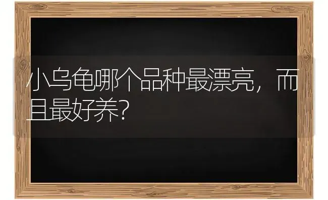 小乌龟哪个品种最漂亮，而且最好养？ | 动物养殖问答