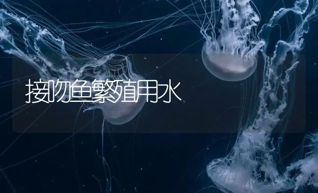 接吻鱼繁殖用水 | 海水养殖技术