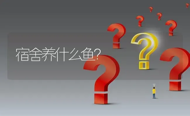 粉白，纯黑，丝绒黑，银斑，米色，纯黑，紫灰龙猫哪个最漂亮?最贵?最听话?最温顺？ | 动物养殖问答