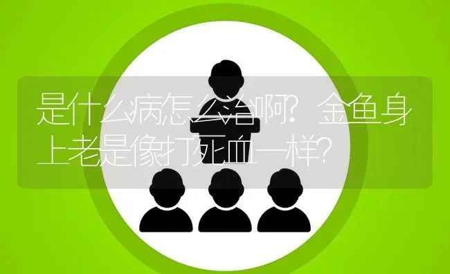 是什么病怎么治啊?金鱼身上老是像打死血一样？ | 鱼类宠物饲养