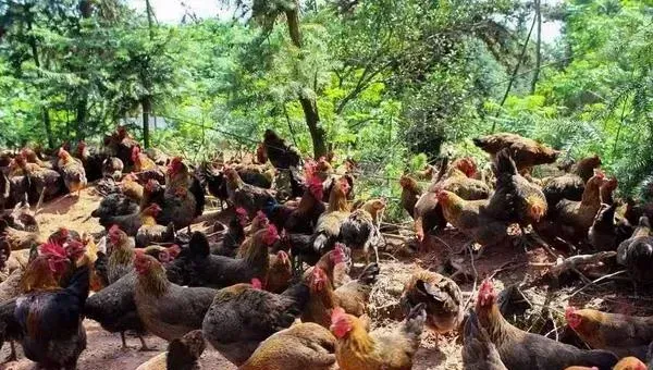 麻鸡养殖利润