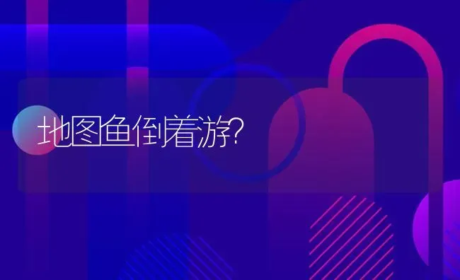 龙睛有几个颜色？ | 鱼类宠物饲养