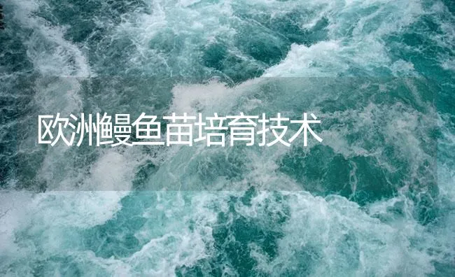 欧洲鳗鱼苗培育技术 | 海水养殖技术