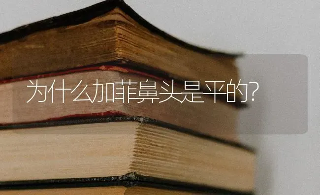 为什么加菲鼻头是平的？ | 动物养殖问答