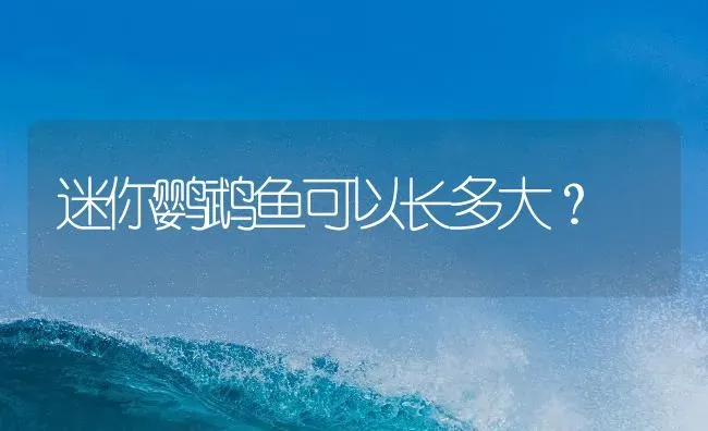 迷你鹦鹉鱼可以长多大？ | 鱼类宠物饲养