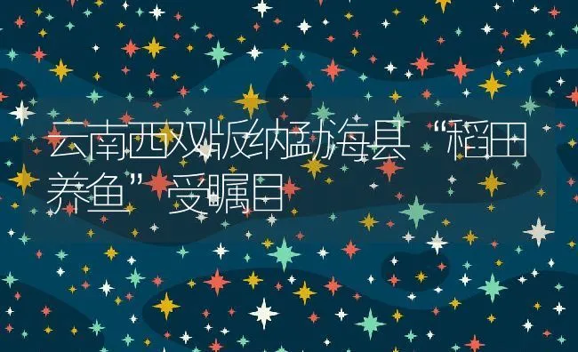 云南西双版纳勐海县“稻田养鱼”受瞩目 | 动物养殖饲料