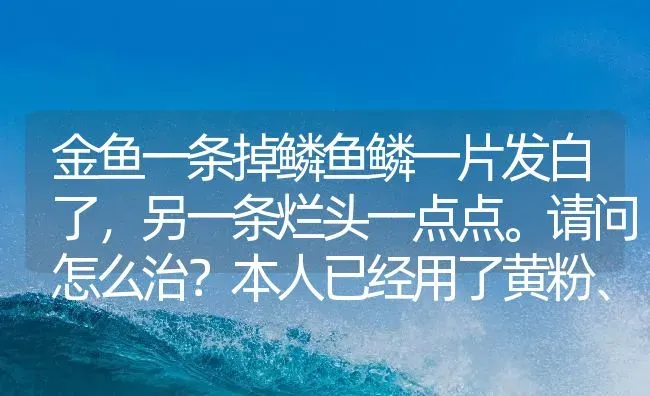 金鱼一条掉鳞鱼鳞一片发白了，另一条烂头一点点。请问怎么治？本人已经用了黄粉、甲基蓝、盐、庆大？ | 鱼类宠物饲养