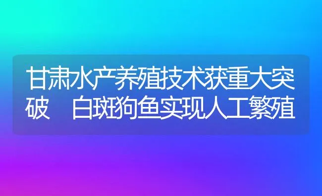 甘肃水产养殖技术获重大突破 白斑狗鱼实现人工繁殖 | 水产养殖知识