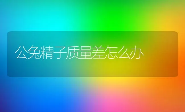 公兔精子质量差怎么办 | 动物养殖学堂