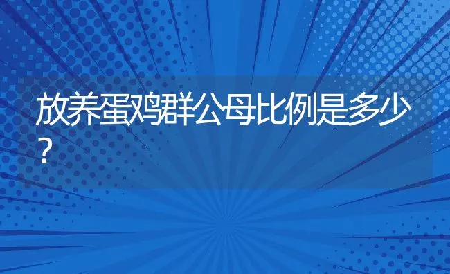 放养蛋鸡群公母比例是多少？ | 动物养殖学堂