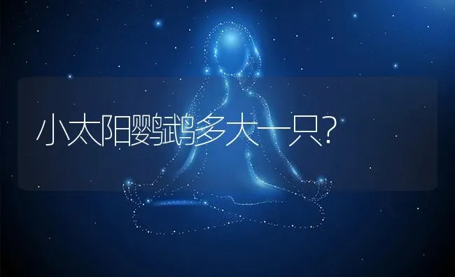 小太阳鹦鹉多大一只？ | 鱼类宠物饲养